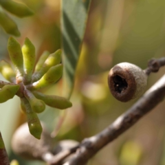 Eucalyptus pauciflora at Turner, ACT - 8 Apr 2023