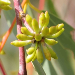 Eucalyptus pauciflora at Turner, ACT - 8 Apr 2023 02:43 PM