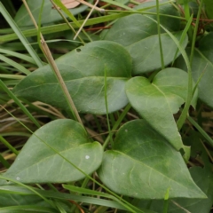 Vinca major (Blue Periwinkle) at Haig Park - 8 Apr 2023 by ConBoekel