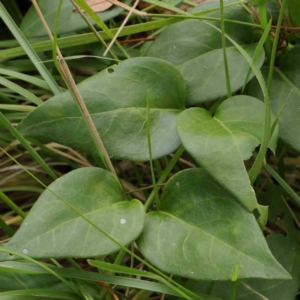 Vinca major at Turner, ACT - 8 Apr 2023