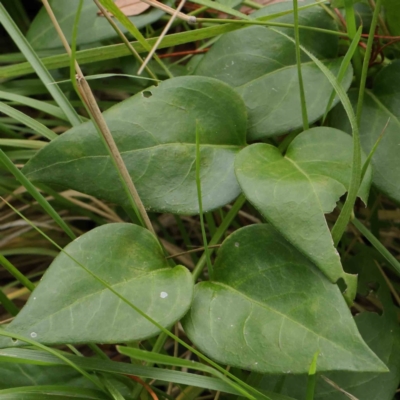 Vinca major (Blue Periwinkle) at City Renewal Authority Area - 8 Apr 2023 by ConBoekel