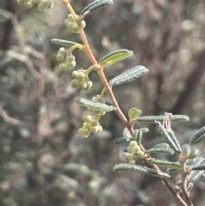 Pomaderris angustifolia at Tinderry, NSW - 11 Aug 2023