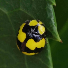 Illeis galbula (Fungus-eating Ladybird) at Turner, ACT - 8 Apr 2023 by ConBoekel