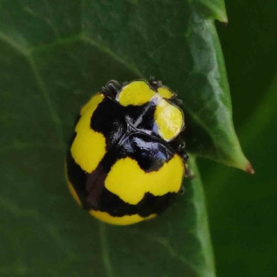 Illeis galbula (Fungus-eating Ladybird) at Sullivans Creek, Turner - 8 Apr 2023 by ConBoekel