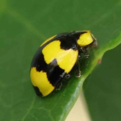 Illeis galbula at Turner, ACT - 8 Apr 2023 03:29 PM