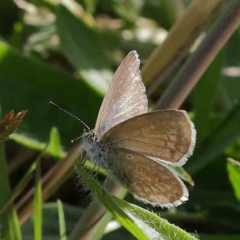 Zizina otis (Common Grass-Blue) at Sullivans Creek, Turner - 8 Apr 2023 by ConBoekel