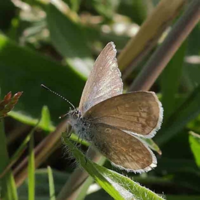 Zizina otis (Common Grass-Blue) at Sullivans Creek, Turner - 8 Apr 2023 by ConBoekel