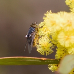 Calliphora stygia (Brown blowfly or Brown bomber) at Stromlo, ACT - 6 Aug 2023 by KorinneM