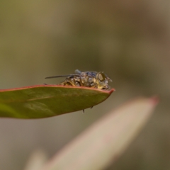 Calliphora stygia at Stromlo, ACT - 6 Aug 2023