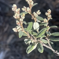 Pomaderris pallida (Pale Pomaderris) at Tinderry, NSW - 11 Aug 2023 by JaneR