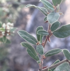 Pomaderris pallida at Tinderry, NSW - 11 Aug 2023 02:47 PM