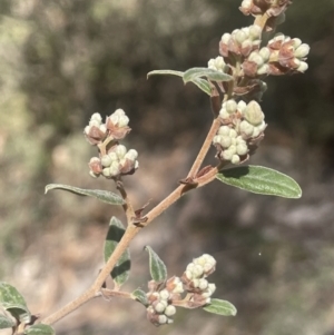 Pomaderris pallida at Tinderry, NSW - 11 Aug 2023