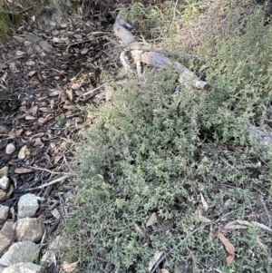 Pomaderris pallida at Tinderry, NSW - 11 Aug 2023 02:47 PM