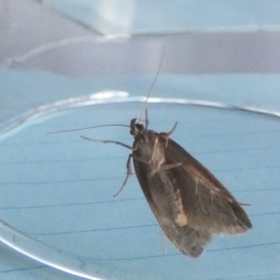 Acantholena siccella (A Concealer moth (Chezala Group)) at QPRC LGA - 7 Aug 2023 by Paul4K