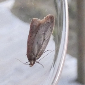 Acantholena siccella at Borough, NSW - 8 Aug 2023