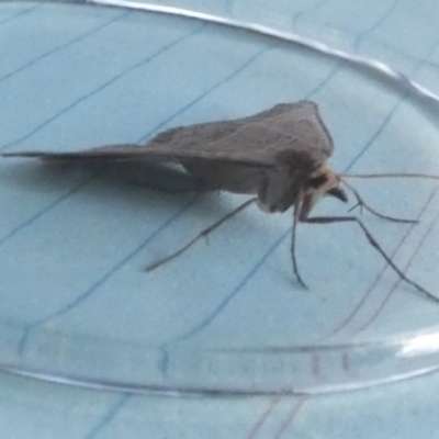 Antasia flavicapitata (Yellow-headed Heath Moth (Oenochrominae)) at Borough, NSW - 8 Aug 2023 by Paul4K