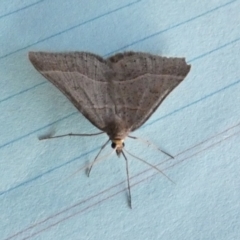 Antasia flavicapitata at Borough, NSW - suppressed