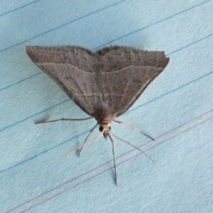 Antasia flavicapitata at Borough, NSW - suppressed