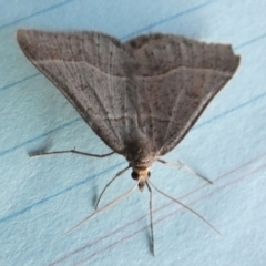 Antasia flavicapitata at Borough, NSW - suppressed