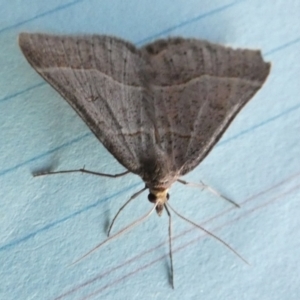 Antasia flavicapitata at Borough, NSW - suppressed