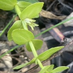 Gratiola peruviana (Australian Brooklime) at Tinderry Nature Reserve - 11 Aug 2023 by JaneR