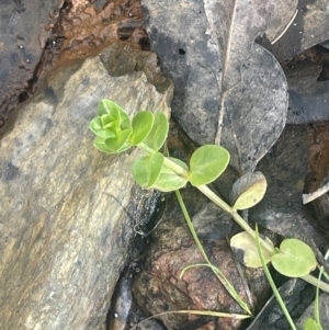 Gratiola peruviana at Tinderry, NSW - 11 Aug 2023