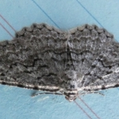 Didymoctenia exsuperata (Thick-lined Bark Moth) at Borough, NSW - 8 Aug 2023 by Paul4K