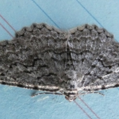 Didymoctenia exsuperata (Thick-lined Bark Moth) at Borough, NSW - 8 Aug 2023 by Paul4K