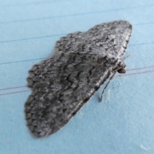 Didymoctenia exsuperata at Borough, NSW - 8 Aug 2023