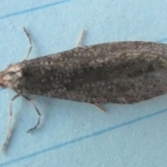 Lepidoscia adelopis, annosella and similar species at Borough, NSW - suppressed