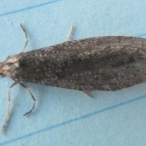 Lepidoscia adelopis, annosella and similar species at Borough, NSW - suppressed