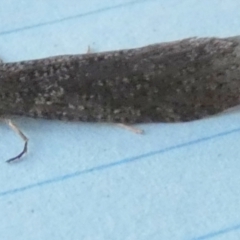 Lepidoscia adelopis, annosella and similar species at Borough, NSW - suppressed