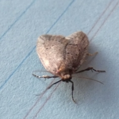 Unidentified Concealer moth (Oecophoridae) at Borough, NSW - 7 Aug 2023 by Paul4K