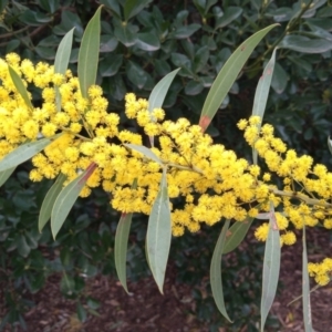 Acacia rubida at Conder, ACT - 12 Aug 2023