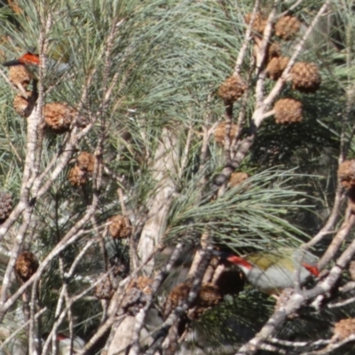 Neochmia temporalis (Red-browed Finch) at Boro - 8 Aug 2023 by Paul4K