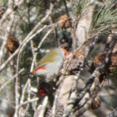 Neochmia temporalis at Mayfield, NSW - suppressed