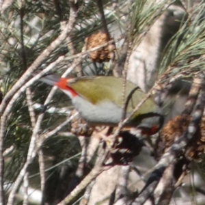 Neochmia temporalis at Mayfield, NSW - suppressed