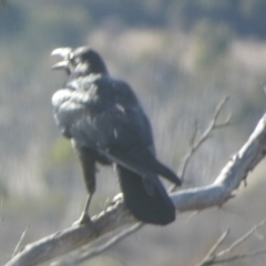Corvus coronoides (Australian Raven) at QPRC LGA - 8 Aug 2023 by Paul4K