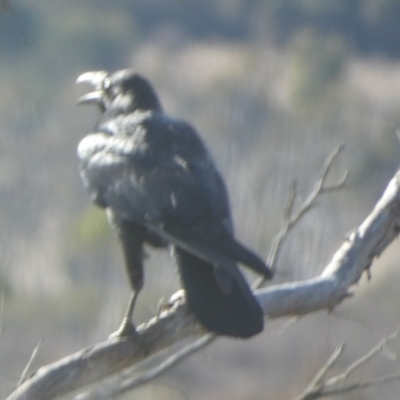 Corvus coronoides (Australian Raven) at QPRC LGA - 8 Aug 2023 by Paul4K