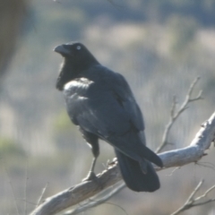 Corvus coronoides at Borough, NSW - 8 Aug 2023