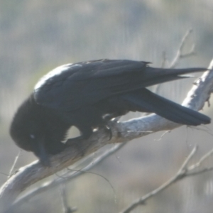 Corvus coronoides at Borough, NSW - 8 Aug 2023