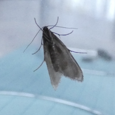 Trichoptera sp. (order) (Unidentified Caddisfly) at QPRC LGA - 8 Aug 2023 by Paul4K