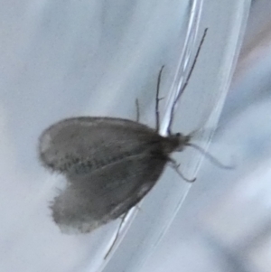 Trichoptera sp. (order) at Borough, NSW - 9 Aug 2023