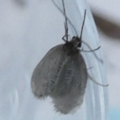 Trichoptera (order) at Borough, NSW - 9 Aug 2023