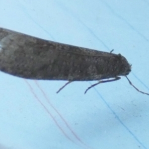 Lepidoscia adelopis, annosella and similar species at Borough, NSW - 9 Aug 2023