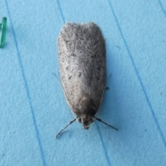 Acantholena siccella (A Concealer moth (Chezala Group)) at Borough, NSW - 9 Aug 2023 by Paul4K