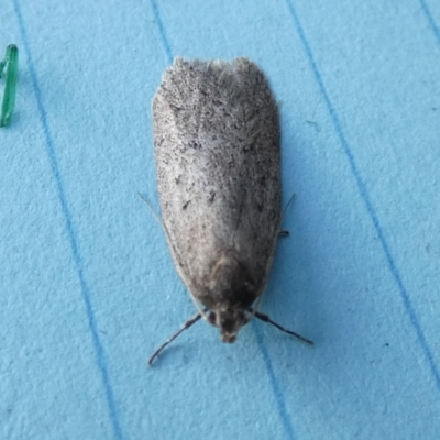 Chezala privatella (A Concealer moth) at Borough, NSW - 9 Aug 2023 by Paul4K