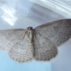 Epicyme rubropunctaria (Red-spotted Delicate) at Borough, NSW - 10 Aug 2023 by Paul4K