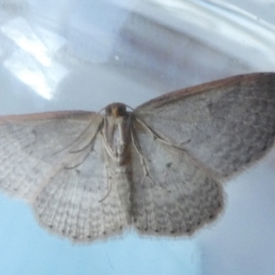 Epicyme rubropunctaria (Red-spotted Delicate) at Borough, NSW - 10 Aug 2023 by Paul4K
