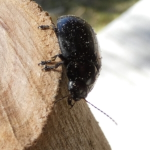 Paropsisterna sp. (genus) at Borough, NSW - suppressed